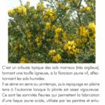 Genêt des teinturiers