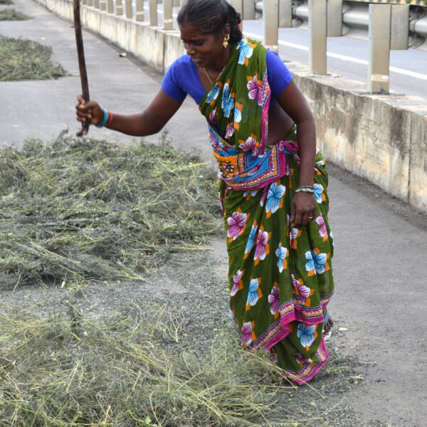 Indigo indien Indigo indien