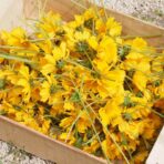 Initiation à la cueillette et teinture végétale