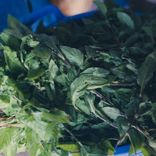 Formation Indigo extraction et utilisation - 3 jours Formation Indigo extraction et utilisation - 3 jours