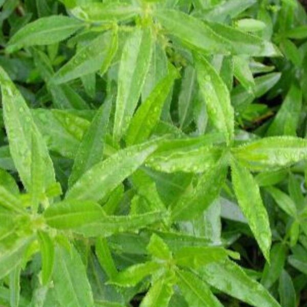 Garance des teinturiers Garance des teinturiers