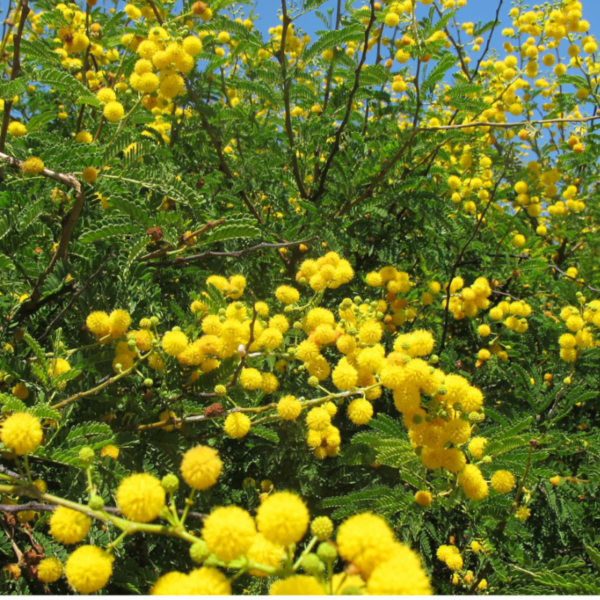 mimosa odorant mimosa odorant