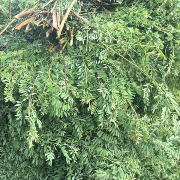 Indigo mexicain Indigo mexicain