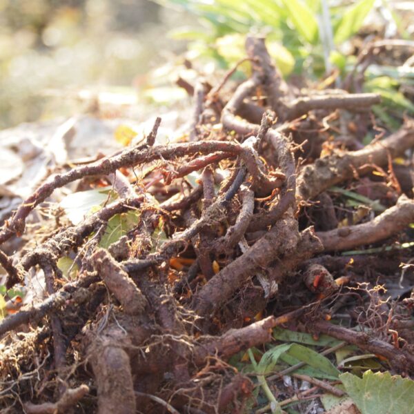 Extrait de garance - 100g Extrait de garance - 100g