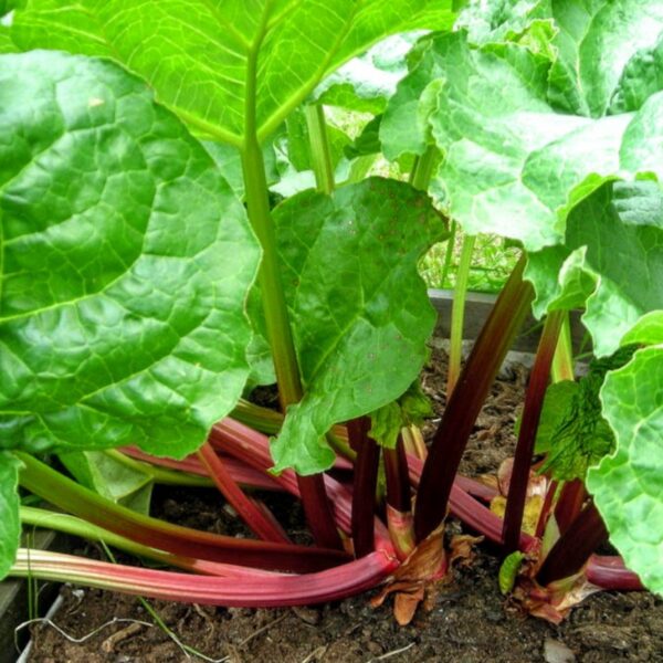 Rhubarbe de l’Himalaya 100g Rhubarbe de l’Himalaya 100g