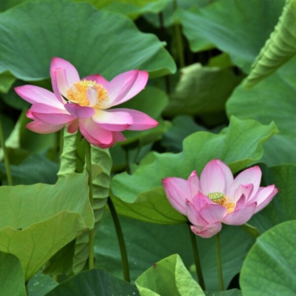 Kamala - 100g Kamala - 100g