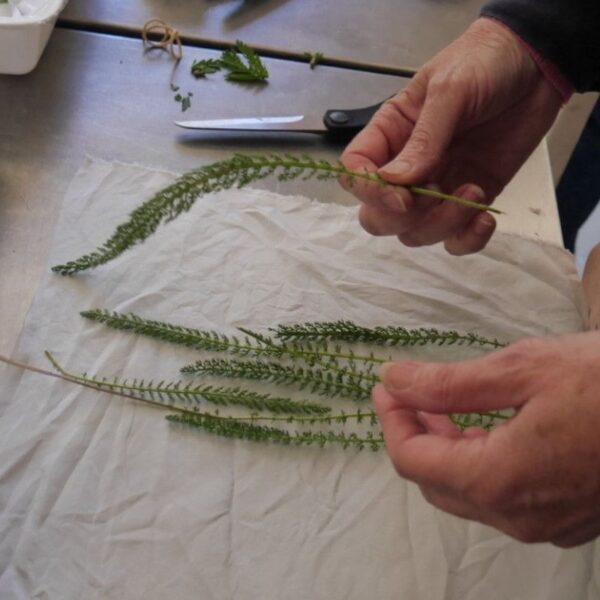 Formation De la botanique à la teinture végétale - 5 jours Formation De la botanique à la teinture végétale - 5 jours