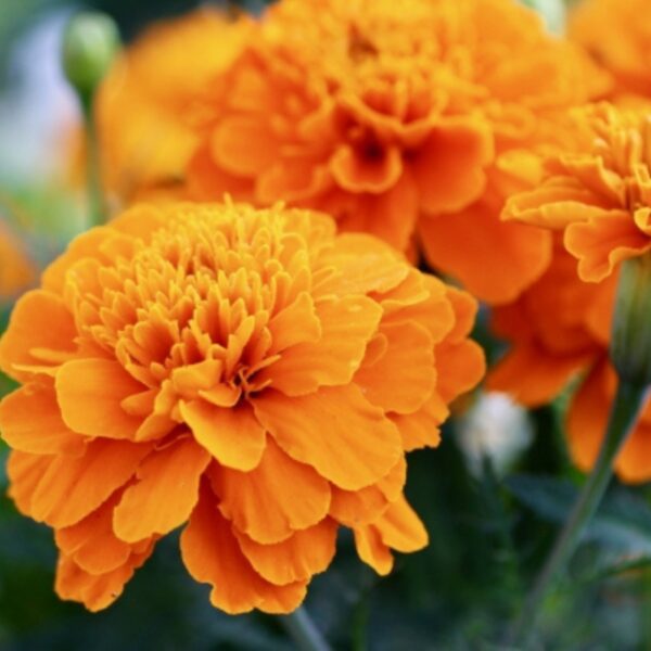 Extrait Rose d'Inde - 100g Extrait Rose d'Inde - 100g