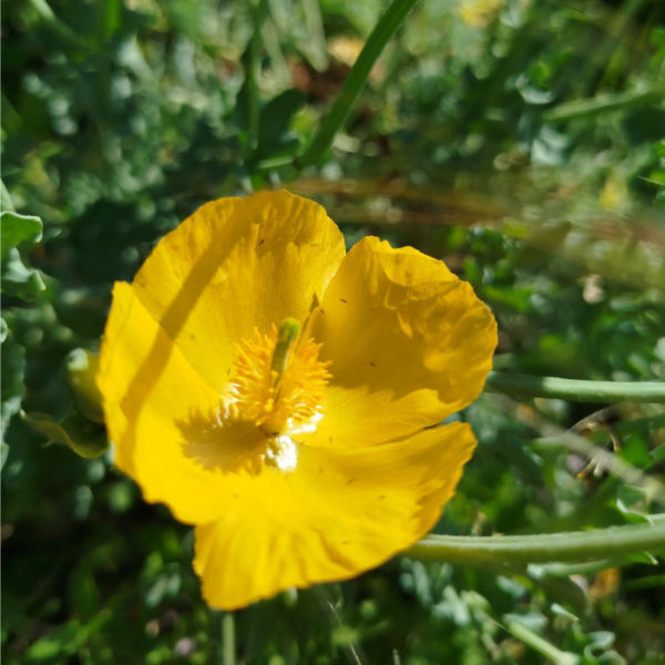 Pavot jaune